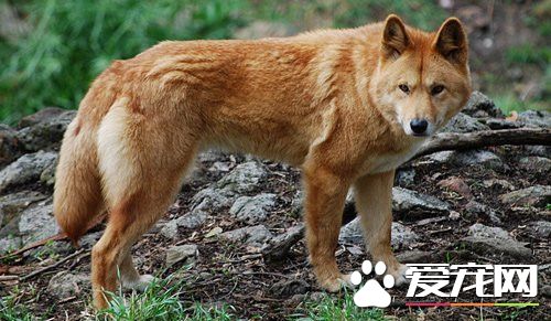 如何飼養狐狸 飼養狐狸的五個管理步驟