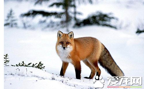 狐狸飼養方法 寵物狐狸飼養方法及注意事項