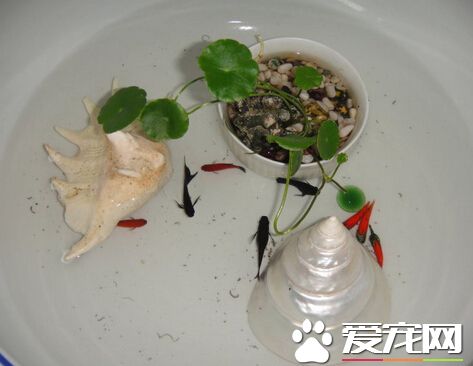 為什麼不能用自來水養魚