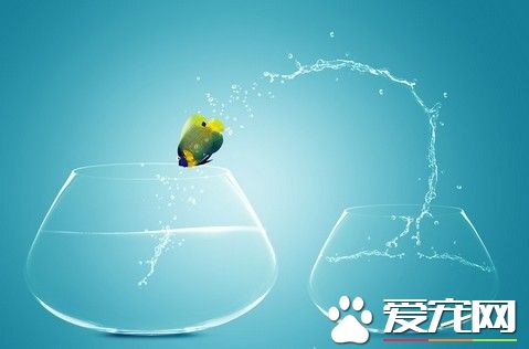 養魚為什麼要困水 養魚的水需要困幾天好