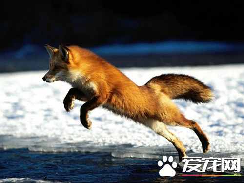 狐狸的喂養 寵物狐狸飼料喂養的方法