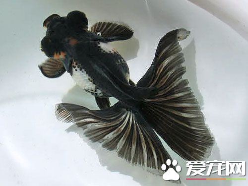 自來水怎麼養魚 家裡的水可以直接養魚嗎