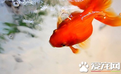 養魚單數好還是雙數好 教你風水養魚幾條好
