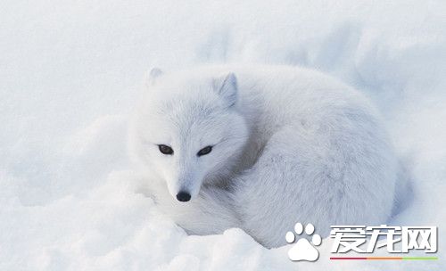 狐狸的飼養方法 注意給它准備營養的食物