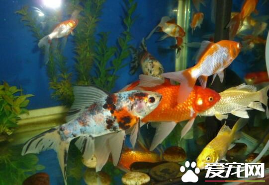 關於養魚的風水 告訴你什麼人不適合養魚
