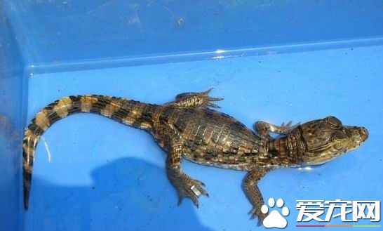 養鳄魚違法嗎 需具有野生動物馴養繁殖許可證