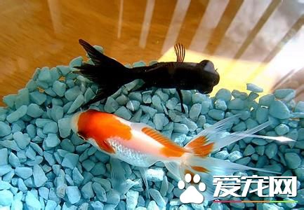 養魚怎麼養水 教你養魚用什麼水好