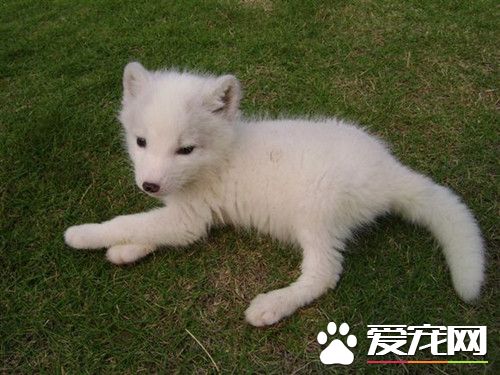 如何飼養寵物狐狸 寵物狐狸飼養注意的事項