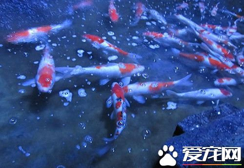 室內養魚的好處 家中養魚好處有哪些