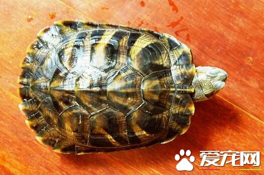 烏龜如何交配 交配前龜公會繞著龜母轉幾圈