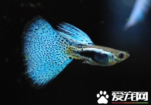養魚養單數還是雙數 一般總數單數為好