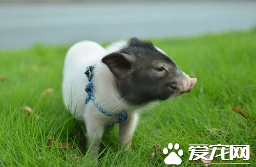 如何養小香豬 想要養好小香豬的六個方面