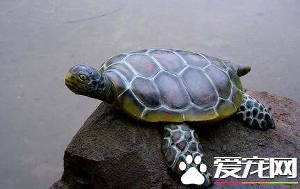 怎麼給烏龜喂食 魚肉是烏龜最喜歡吃的