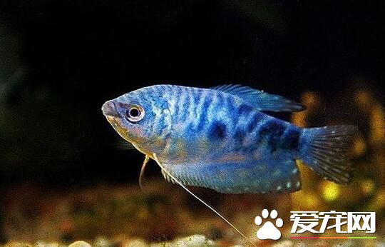 養觀賞魚的方法 魚生病死亡的主要原因