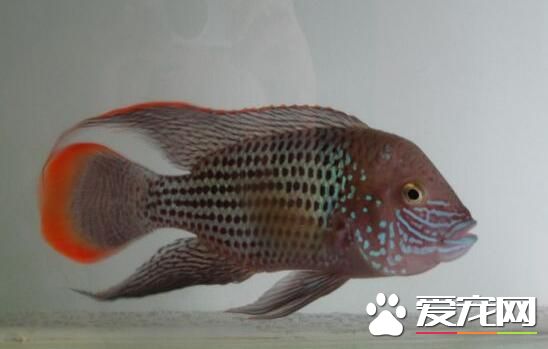 觀賞魚的壽命 不同品種的它壽命有多長