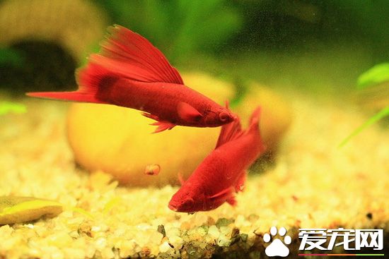 養什麼觀賞魚好 哪些觀賞魚最好養