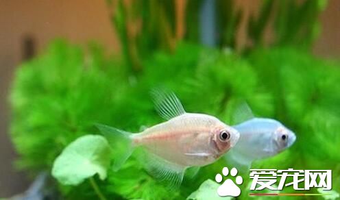 怎樣養好觀賞魚 水是影響養魚的重要因素