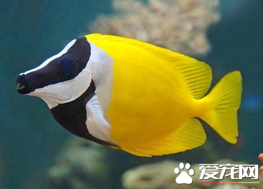 觀賞魚為什麼不能吃 觀賞魚確實是吃不得的