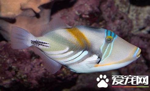 觀賞魚怎麼喂食 需要主人定期給它護理