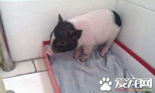 香豬吃什麼 香豬對食物其實沒什麼要求
