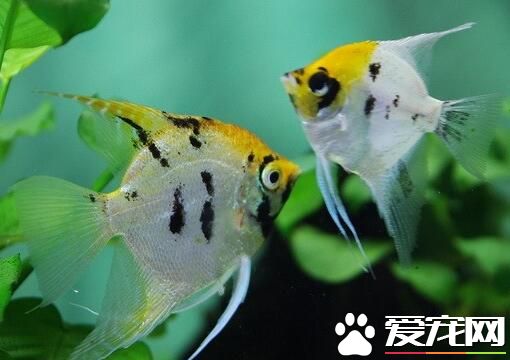 熱帶觀賞魚怎麼養 對水環境的要求很高