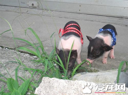 小香豬吃什麼 主要食物為稀飯和白面饅頭