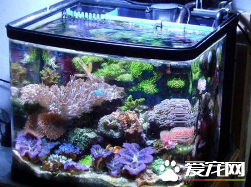 養觀賞魚的過濾方法 魚缸養魚為什麼要過濾