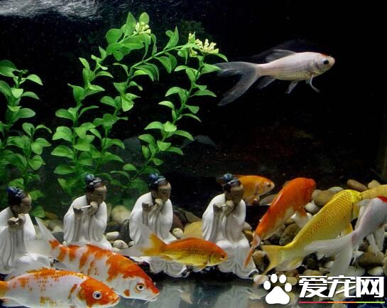 觀賞魚怎麼養水 開缸養水的詳細步驟
