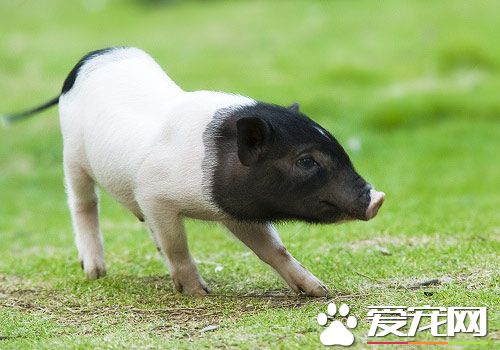 小香豬好養麼 小香豬想要養好其實蠻難的