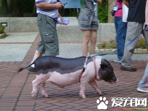 香豬好養麼 飼養小香豬是有一定難度的