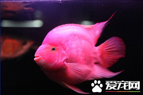 觀賞魚怎麼分公母 從性特征上去辨別雌雄