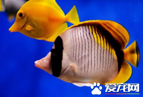 觀賞魚怎麼喂養 首先我們學會怎樣養水