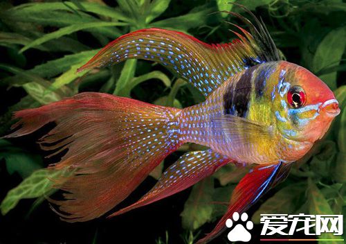 魚怕光嗎 幫助它慢慢適應光照情況