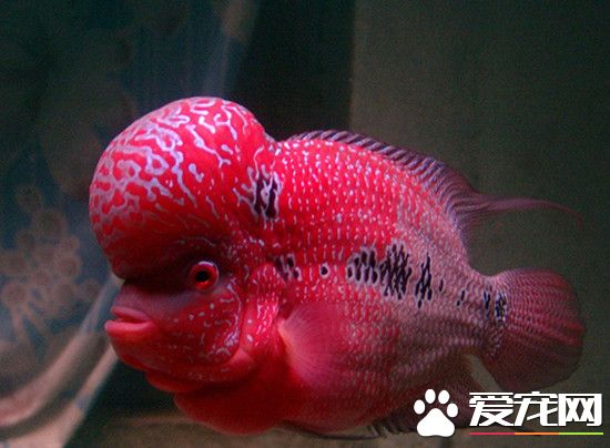 魚能活多久 生活環境的不同壽命有差異