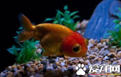 魚能撐死嗎 觀賞魚喂多了有什麼害處