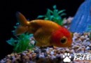 魚能撐死嗎 觀賞魚喂多了有什麼害處