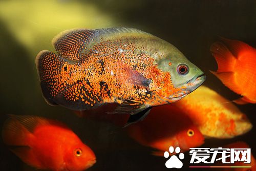魚怕冷嗎 哪種觀賞魚對溫度的敏感性高