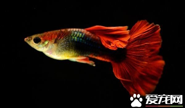魚能餓死嗎 不喂食的情況下最長可以活多久