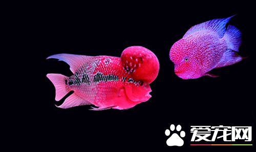 羅漢魚的飼養 飼養應該有專用的魚缸