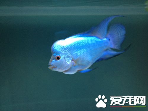 羅漢魚不吃食怎麼辦 羅漢魚不吃食解決方法