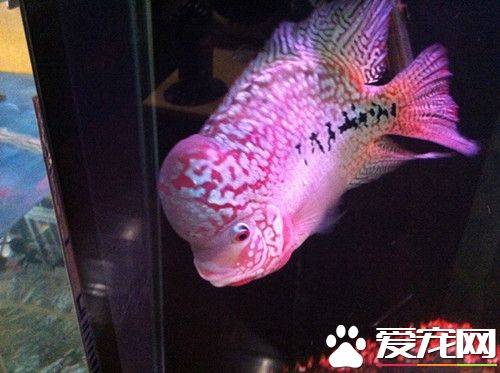 羅漢魚怎麼繁殖 羅漢魚繁殖需要注意事項