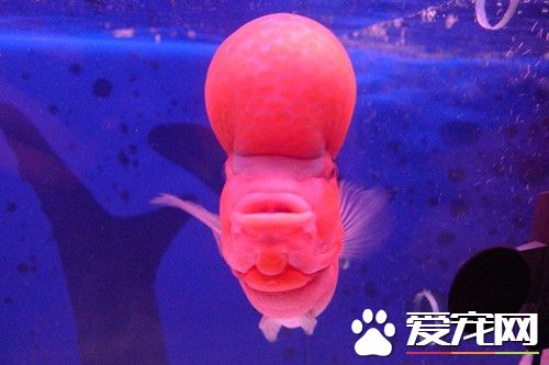 羅漢魚不吃食 羅漢魚不吃食引起六種原因