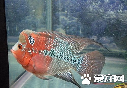 養羅漢魚需要多大的缸 羅漢魚必備七大裝備