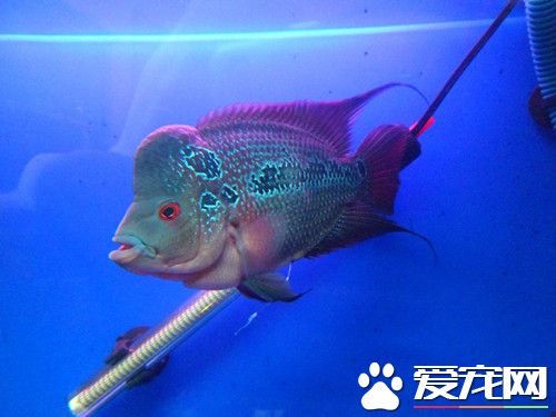 羅漢魚好養嗎 養好羅漢魚的6個技巧