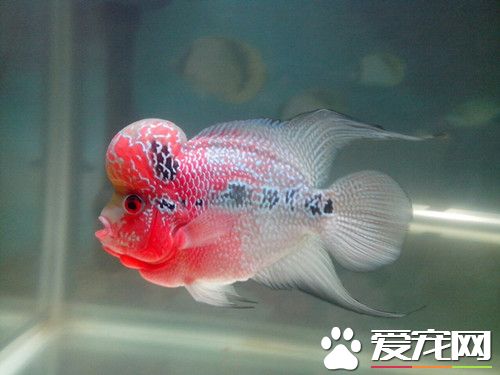 羅漢魚的飼養方法 最正確的羅漢魚飼養方法