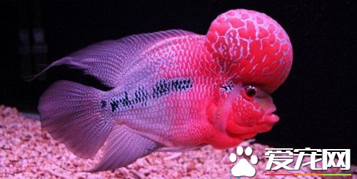 羅漢魚的壽命多長 壽命一般在6到10年
