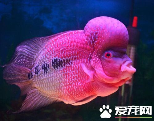 羅漢魚吃什麼飼料好 羅漢魚餌料及喜愛食物