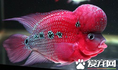 羅漢魚怎麼養 羅漢魚飼養需要注意的事項