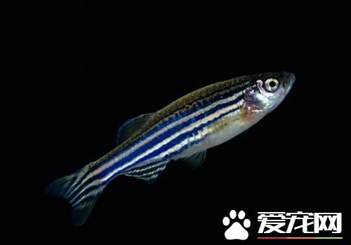 斑馬魚飼料 普通一般型飼料就可以滿足