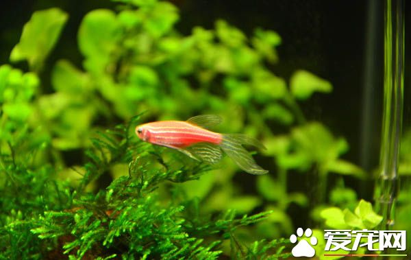 斑馬魚如何喂食 主要是掌握喂食量和喂食時間